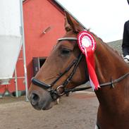 Anden særlig race Je T'aime Mon Ami