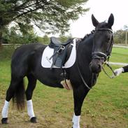 Anden særlig race Dragshøjs Cherie