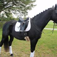 Anden særlig race Dragshøjs Cherie