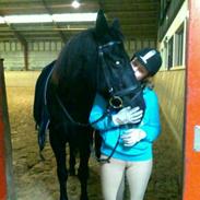 Anden særlig race Dragshøjs Cherie