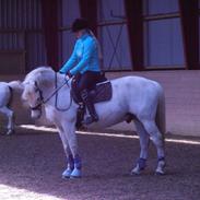 Irsk Sportspony Abbeytown Big Money