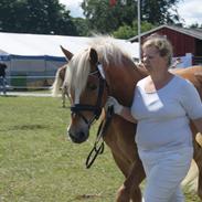 Haflinger Albert Hestvang