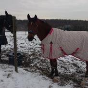 Anden særlig race Makoya