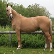 Palomino Stauslykkes Comtess