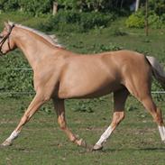 Palomino Stauslykkes Comtess