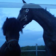 Anden særlig race Farmens Hannibal