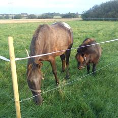 Anden særlig race Farmens Hannibal