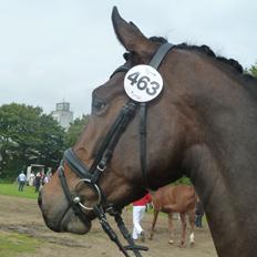 Dansk Varmblod Humlegårds Miss Sauterne