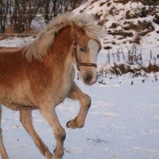 Haflinger Askmon Nordan