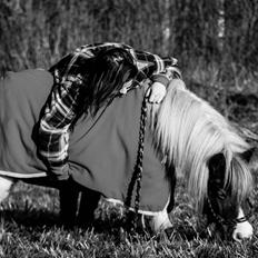 Shetlænder Nikoline