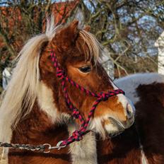 Shetlænder Nikoline