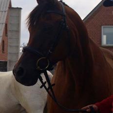 Arabisk fuldblod (OX) Fighter OX 955