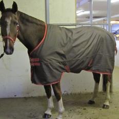 Dansk Varmblod Stenhedegårds Primadonna