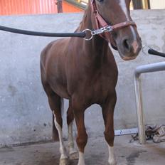 Dansk Varmblod Stenhedegårds Primadonna