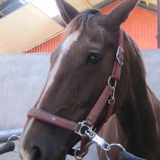 Dansk Varmblod Stenhedegårds Primadonna