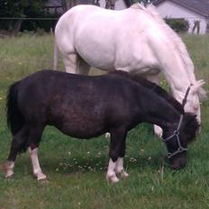 Palomino Bonette (Sanne)