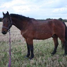 Polsk Koldblod Polo (Æslet)