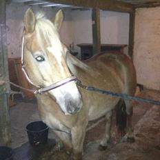 Haflinger Fanta 