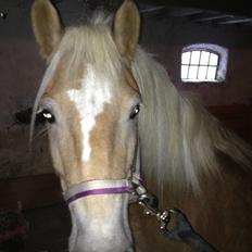 Haflinger Fanta 