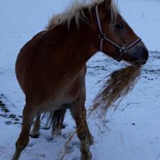 Haflinger Fanta 
