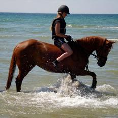 Tysk Sportspony Celette