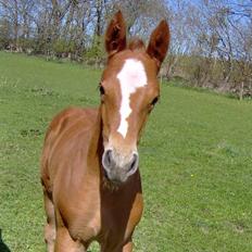 Dansk Varmblod Philipa