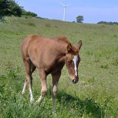 Dansk Varmblod Philipa