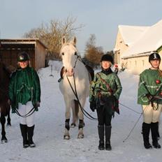 Arabisk fuldblod (OX) Saltarello