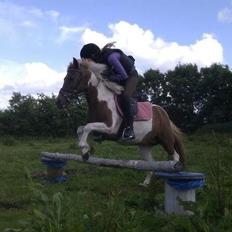 Pinto Pocahontas (har redet)