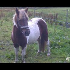 Pinto Pocahontas (har redet)