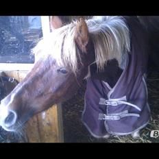 Pinto Pocahontas (har redet)