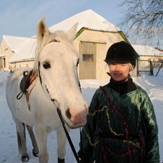 Arabisk fuldblod (OX) Saltarello