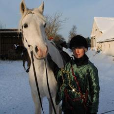 Arabisk fuldblod (OX) Saltarello