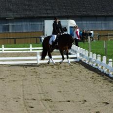 Welsh Cob (sec D) FRENDERUPGÅRDS AKITA