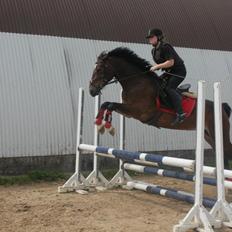 Welsh Cob (sec D) FRENDERUPGÅRDS AKITA