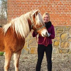 Haflinger Fenja