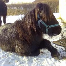 Miniature kim buller håber du har det godt<333333333