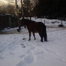 Anden særlig race Nellebjerggård's Annabell (lillepigen)