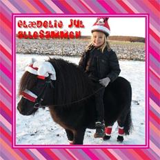 Shetlænder Labbenhus Frederik