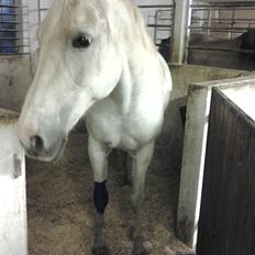 Anden særlig race Mabelle