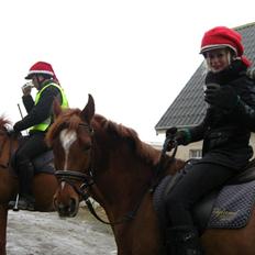 Anden særlig race Potter (Rideskole hest)
