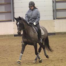 Anglo Araber (AA) Lille Daugaards Jasmin