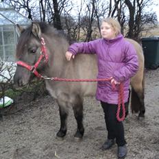Anden særlig race molly himmel hest