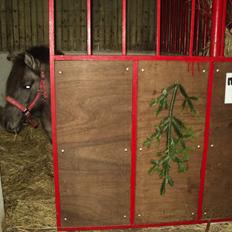 Anden særlig race molly himmel hest