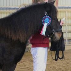 Fell pony Treasure Twist'N'Shout