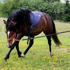New Forest STEGSTEDGAARDS MICHELLINA("Mivsen")
