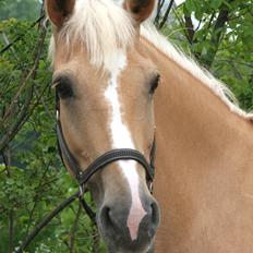 Palomino Stauslykkes Comtess