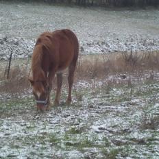 Anden særlig race Findus ( Lille Finn )