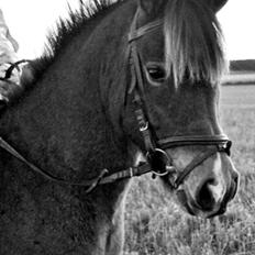 Anden særlig race Hansi *SOLGT*