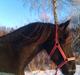 Frieser Temmy